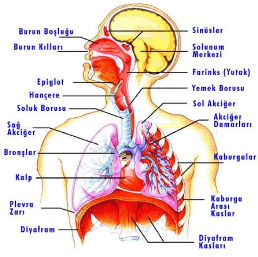 Canllarn Solunum Organlar