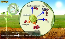 Oksijenli Solunum Reaksiyonları Oksijenli Solunum Reaksiyonları
