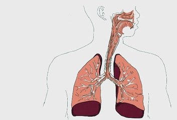 Canlılarda Solunum Sistemi Canlılarda Solunum Sistemi
