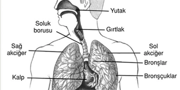 Solunum Sistemi Anatomisi Nedir? Solunum Sistemi Anatomisi Nedir?
