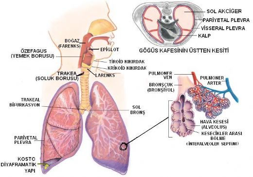 Akciğer Solunumu