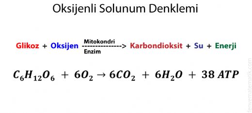 Oksijensiz Solunum Denklemi - solunum.gen.tr